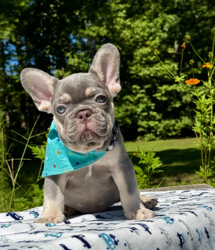 Duke – French Bulldog puppy for sale in Greensboro, NC