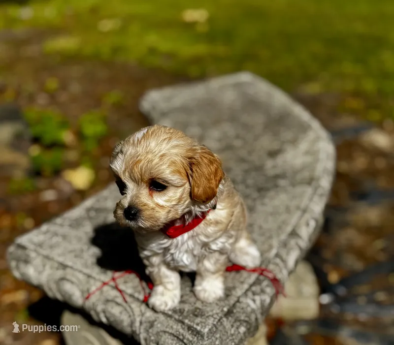 COOKIE-Koreean Maltipoo – Maltipoo, Poodle - Toy  puppy for sale in Greensboro, NC