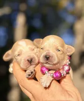 Korean Red toy Maltipoo-Apple, a female Maltipoo and Poodle - Toy  for sale in Greensboro, NC – 9 of 10