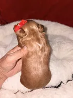 Amber-Korean Red Toy Maltipoo, a female Maltipoo and Poodle - Toy  for sale in Greensboro, NC – 5 of 10
