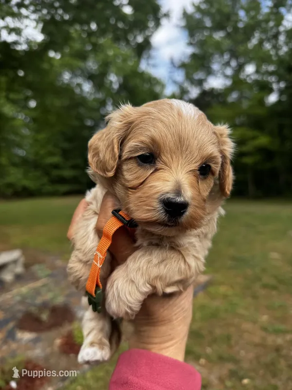 Chase-Korean Maltipoo – Maltipoo, Poodle - Toy  puppy for sale in Greensboro, NC