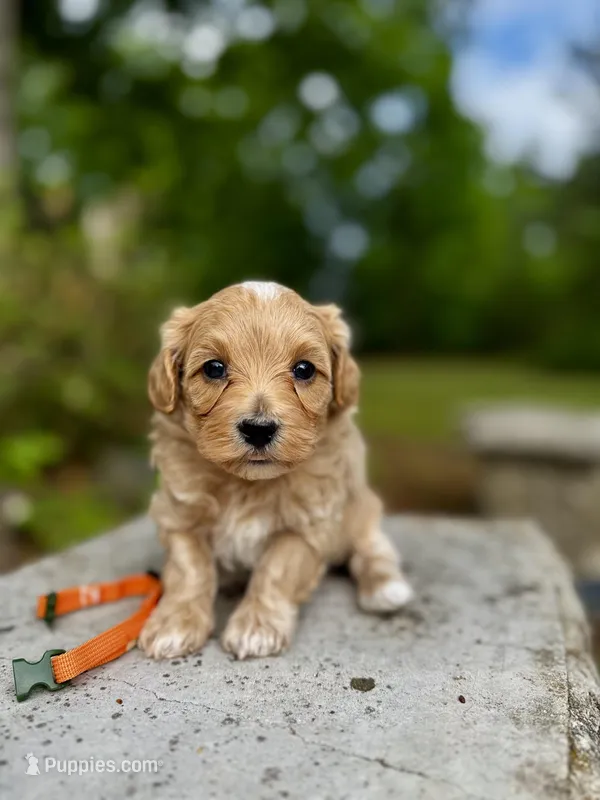 Chase-Korean Maltipoo – Maltipoo, Poodle - Toy  puppy for sale in Greensboro, NC