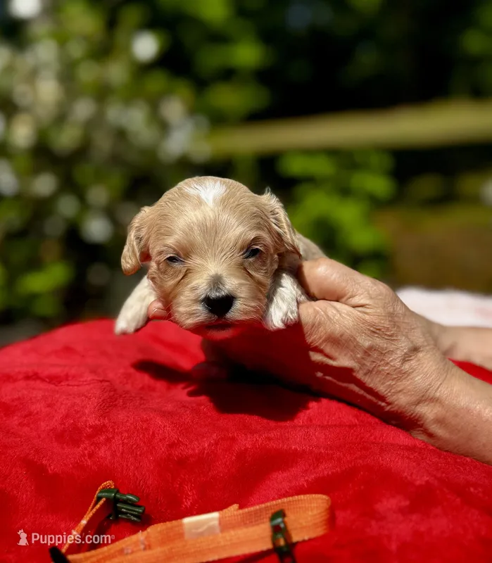 Chase-Korean Maltipoo – Maltipoo, Poodle - Toy  puppy for sale in Greensboro, NC