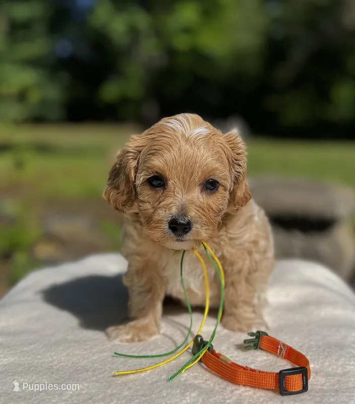 Chase-Korean Maltipoo – Maltipoo, Poodle - Toy  puppy for sale in Greensboro, NC