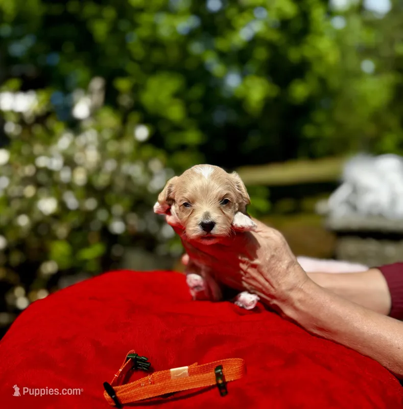 Chase-Korean Maltipoo – Maltipoo, Poodle - Toy  puppy for sale in Greensboro, NC