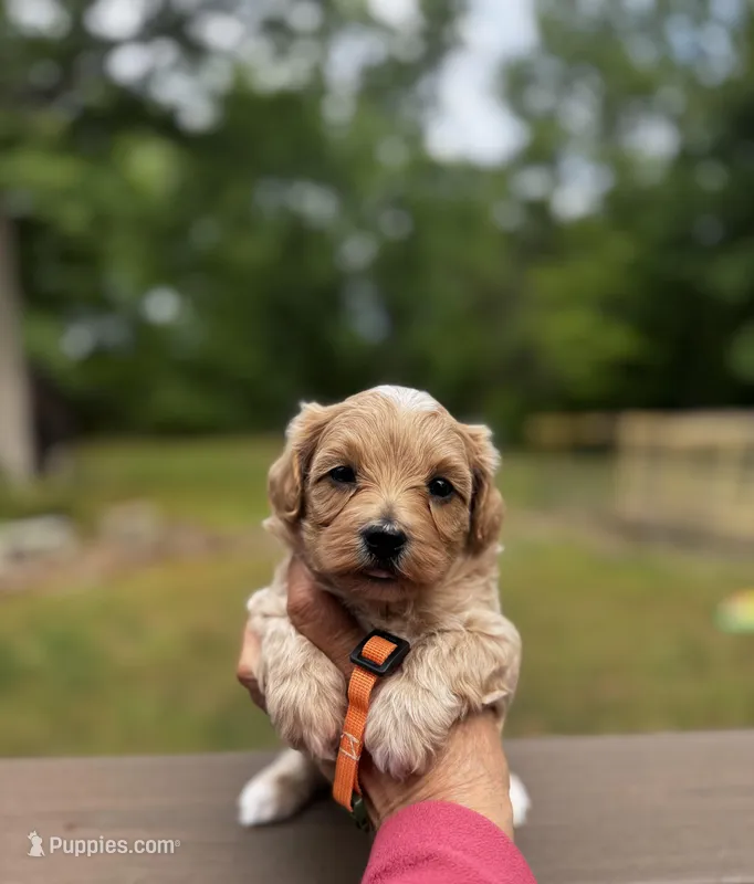 Chase-Korean Maltipoo – Maltipoo, Poodle - Toy  puppy for sale in Greensboro, NC