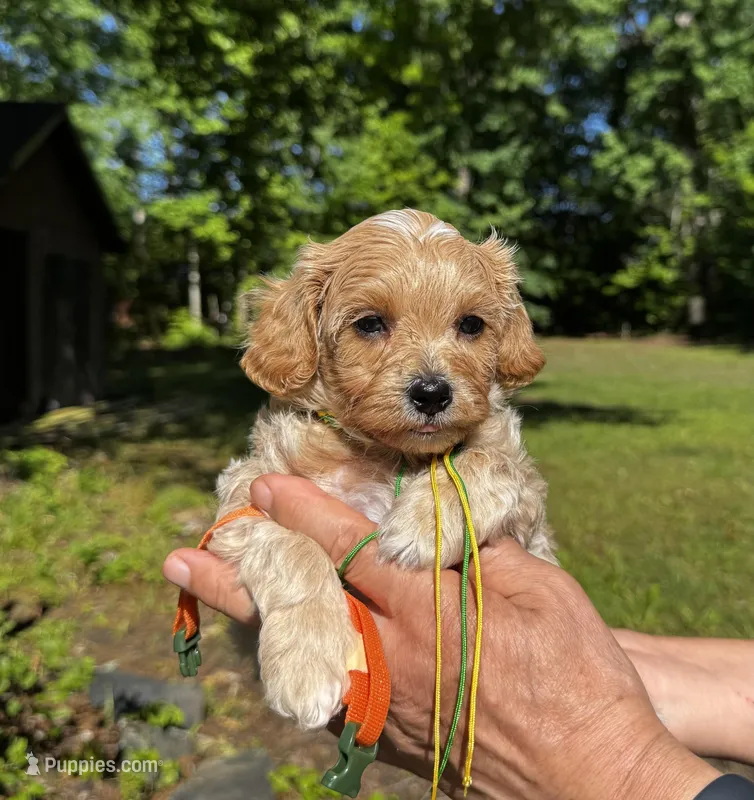 Chase-Korean Maltipoo – Maltipoo, Poodle - Toy  puppy for sale in Greensboro, NC