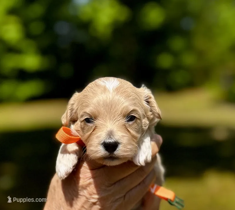 Chase-Korean Maltipoo – Maltipoo, Poodle - Toy  puppy for sale in Greensboro, NC