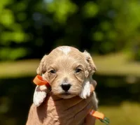 Chase-Korean Maltipoo, a male Maltipoo and Poodle - Toy  for sale in Greensboro, NC – Photo 1 of 4