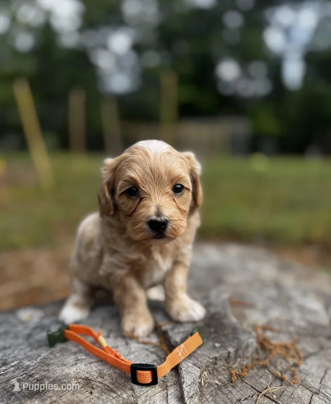 Chase-Korean Maltipoo – Maltipoo, Poodle - Toy  puppy for sale in Greensboro, NC