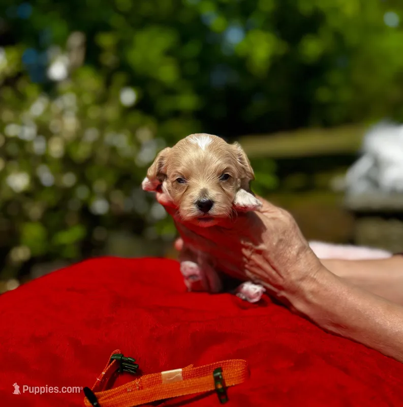 Chase-Korean Maltipoo – Maltipoo, Poodle - Toy  puppy for sale in Greensboro, NC