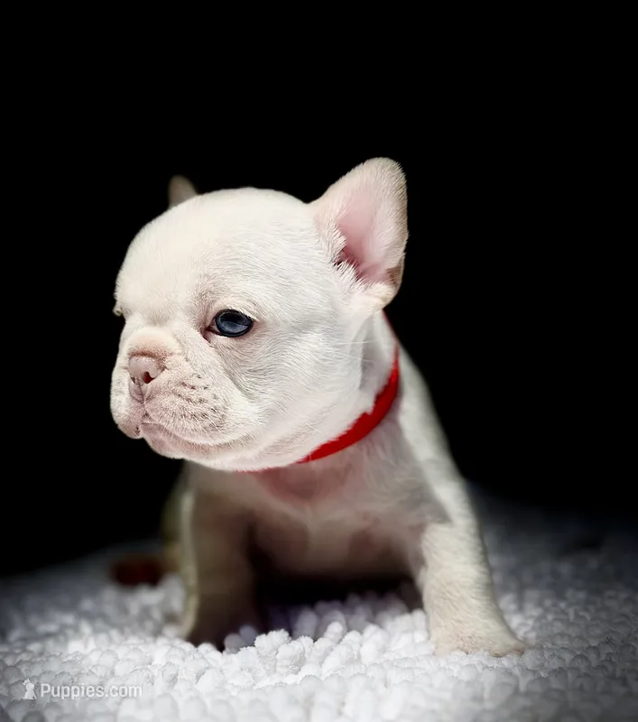 Cherry – French Bulldog puppy for sale in Greensboro, NC