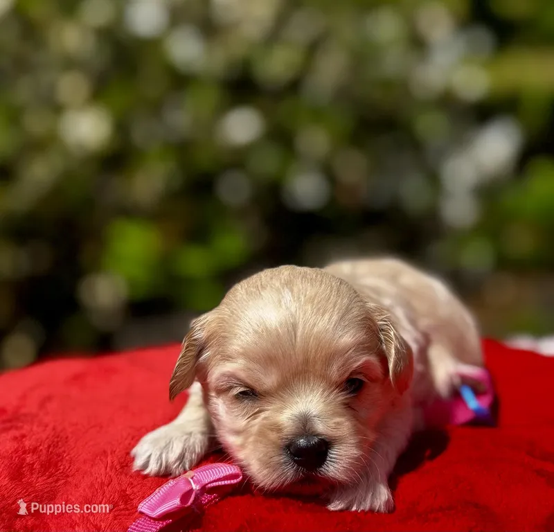 CHLOE-Korean Maltipoo – Maltipoo, Poodle - Toy  puppy for sale in Greensboro, NC