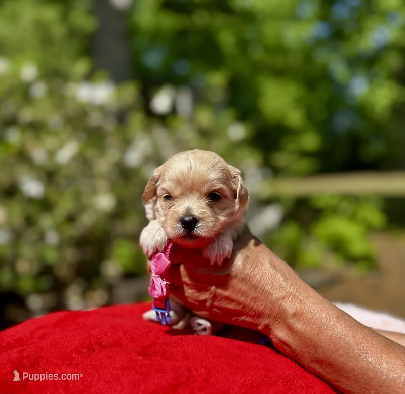 CHLOE-Korean Maltipoo – Maltipoo, Poodle - Toy  puppy for sale in Greensboro, NC