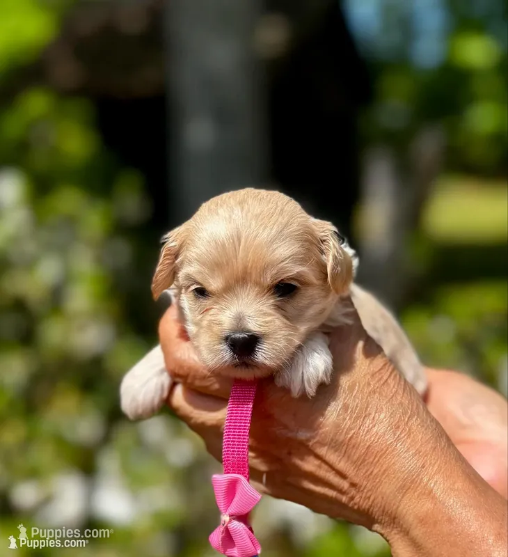 CHLOE-Korean Maltipoo – Maltipoo, Poodle - Toy  puppy for sale in Greensboro, NC