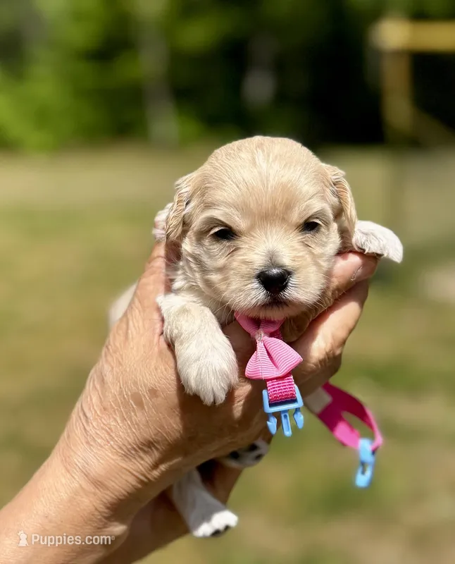 CHLOE-Korean Maltipoo – Maltipoo, Poodle - Toy  puppy for sale in Greensboro, NC