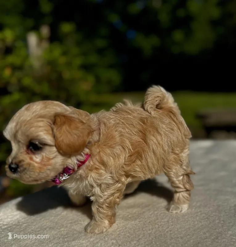 CHLOE-Korean Maltipoo – Maltipoo, Poodle - Toy  puppy for sale in Greensboro, NC