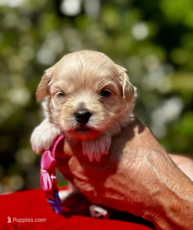 CHLOE-Korean Maltipoo – Maltipoo, Poodle - Toy  puppy for sale in Greensboro, NC