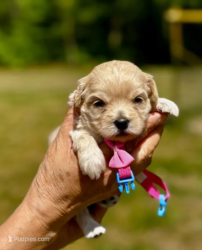CHLOE-Korean Maltipoo – Maltipoo, Poodle - Toy  puppy for sale in Greensboro, NC