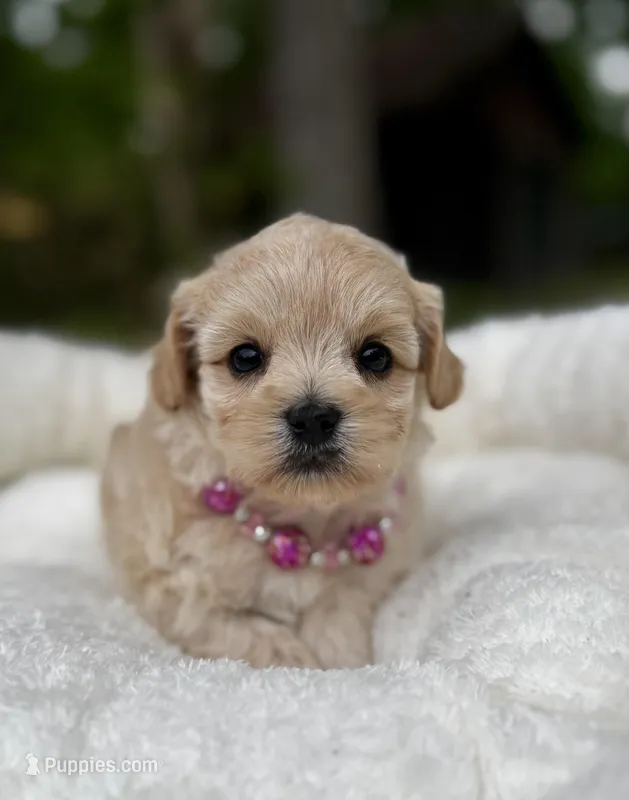 CHLOE-Korean Maltipoo – Maltipoo, Poodle - Toy  puppy for sale in Greensboro, NC