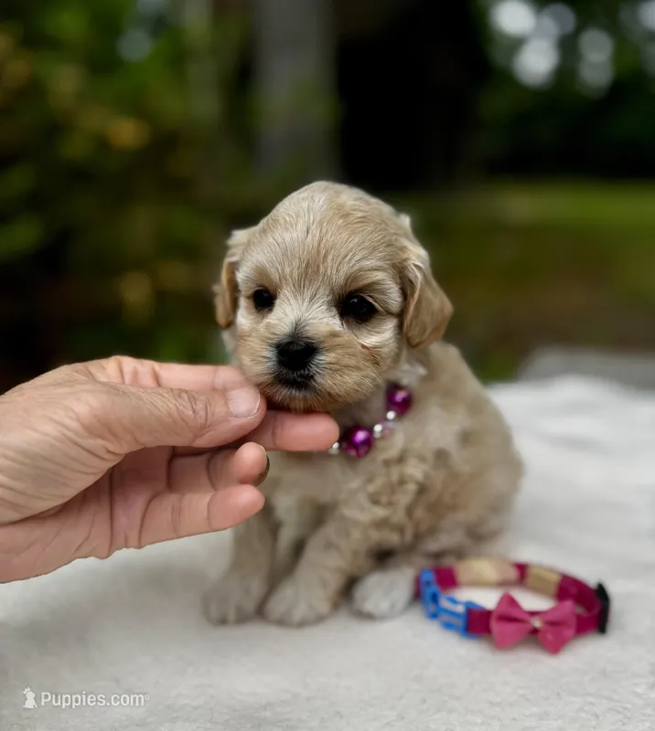 CHLOE-Korean Maltipoo – Maltipoo, Poodle - Toy  puppy for sale in Greensboro, NC