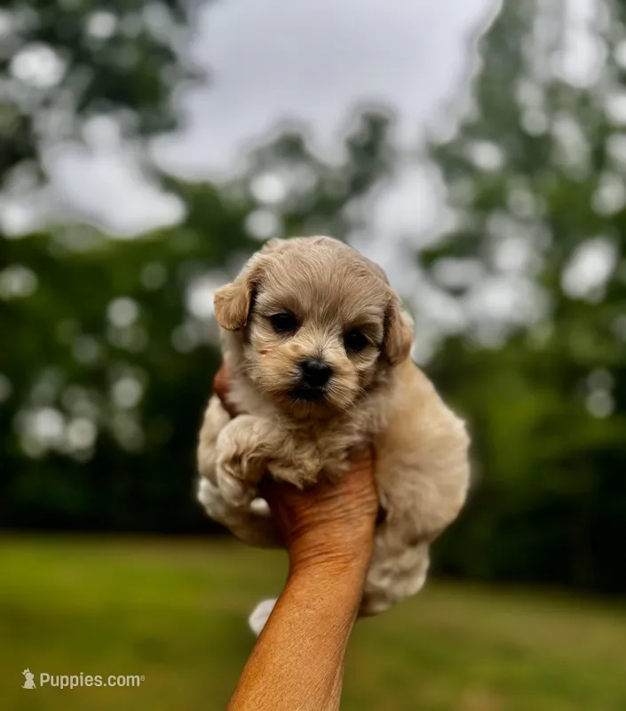 CHLOE-Korean Maltipoo – Maltipoo, Poodle - Toy  puppy for sale in Greensboro, NC