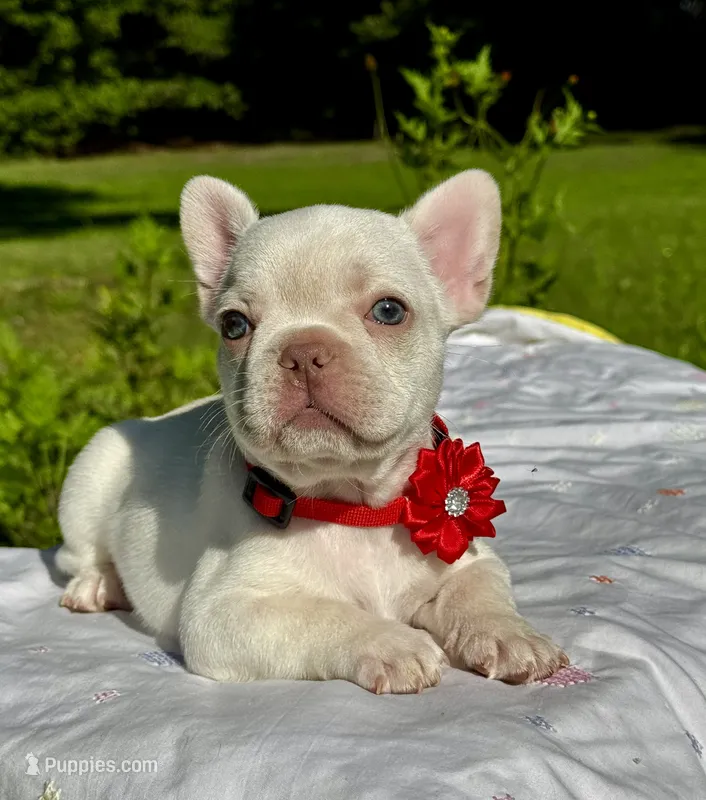 Cherry – French Bulldog puppy for sale in Greensboro, NC
