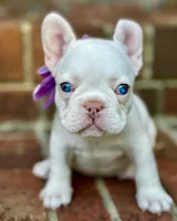 Crystal, a female French Bulldog for sale in Greensboro, NC – 8 of 8