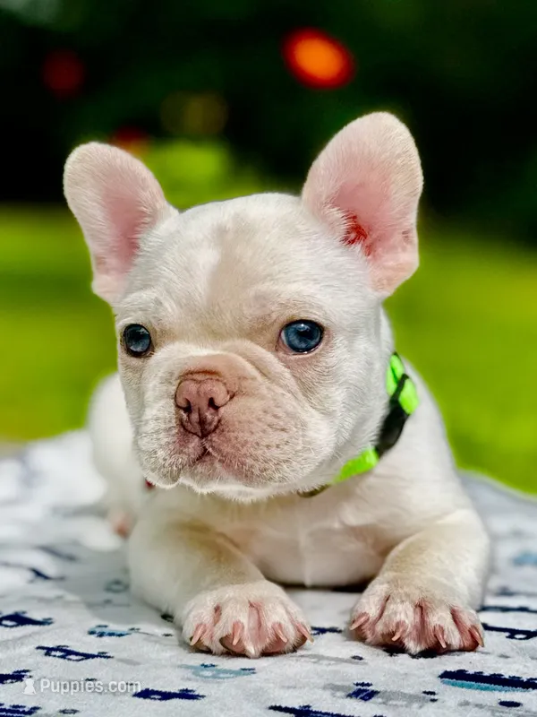 Chilly – French Bulldog puppy for sale in Greensboro, NC