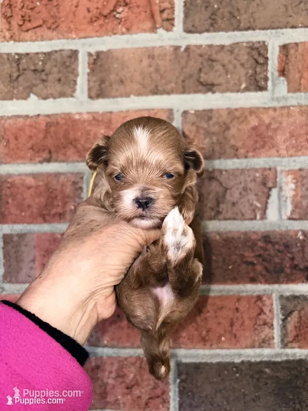Tea Cup Korean Maltipoo -Pecan  – Maltipoo, Poodle - Toy  puppy for sale in Greensboro, NC