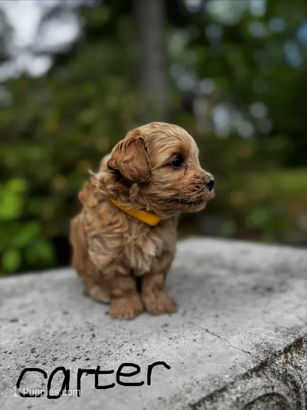 CARTER-Korean Maltipoo – Maltipoo, Poodle - Toy  puppy for sale in Greensboro, NC