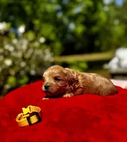 CARTER-Korean Maltipoo, a male Maltipoo and Poodle - Toy  for sale in Greensboro, NC – Photo 3 of 7