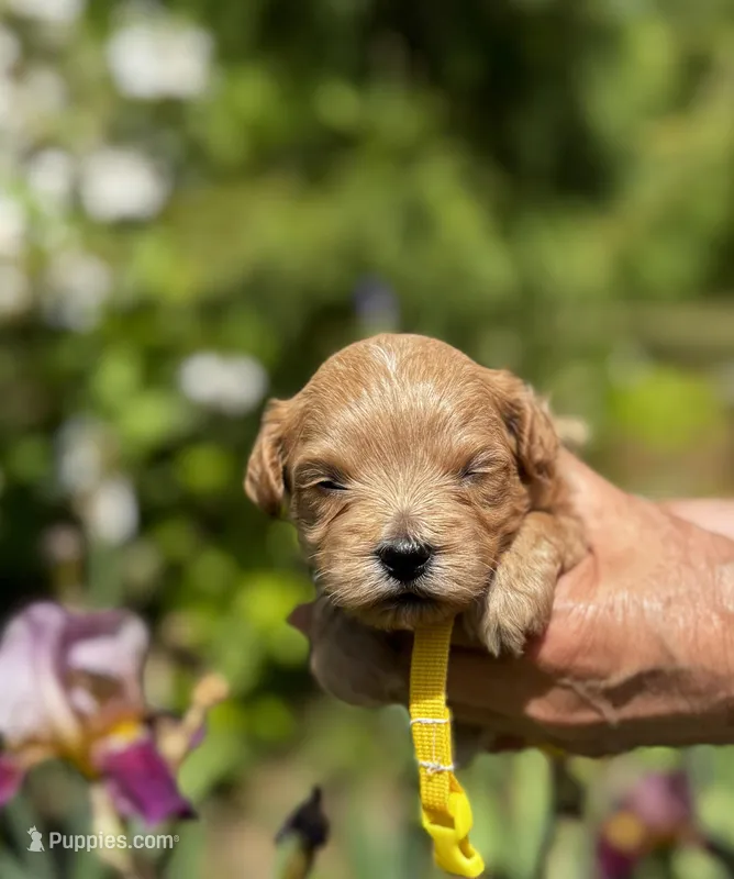 CARTER-Korean Maltipoo – Maltipoo, Poodle - Toy  puppy for sale in Greensboro, NC