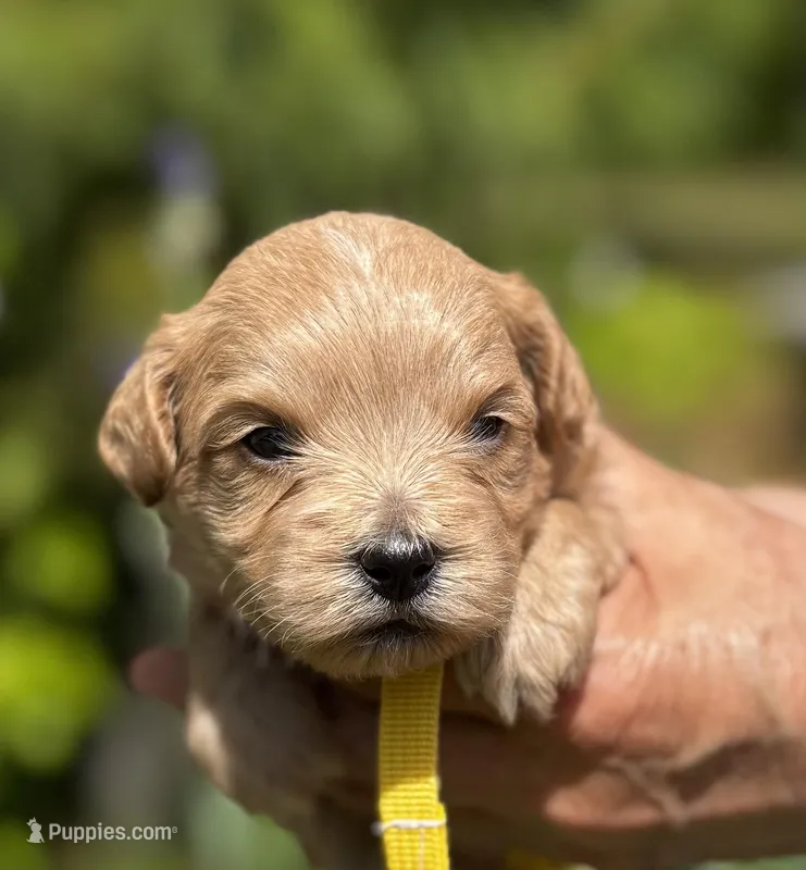 CARTER-Korean Maltipoo – Maltipoo, Poodle - Toy  puppy for sale in Greensboro, NC
