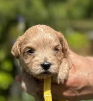 CARTER-Korean Maltipoo, a male Maltipoo and Poodle - Toy  for sale in Greensboro, NC – Photo 5 of 7