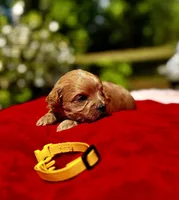 CARTER-Korean Maltipoo, a male Maltipoo and Poodle - Toy  for sale in Greensboro, NC – Photo 2 of 7