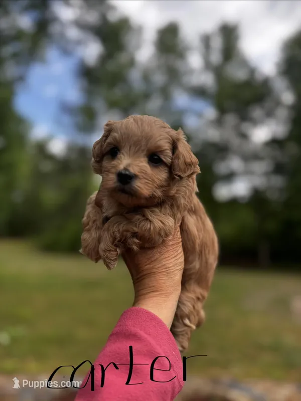 CARTER-Korean Maltipoo – Maltipoo, Poodle - Toy  puppy for sale in Greensboro, NC