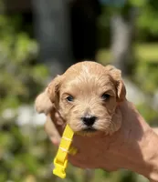 CARTER-Korean Maltipoo, a male Maltipoo and Poodle - Toy  for sale in Greensboro, NC – Photo 4 of 7