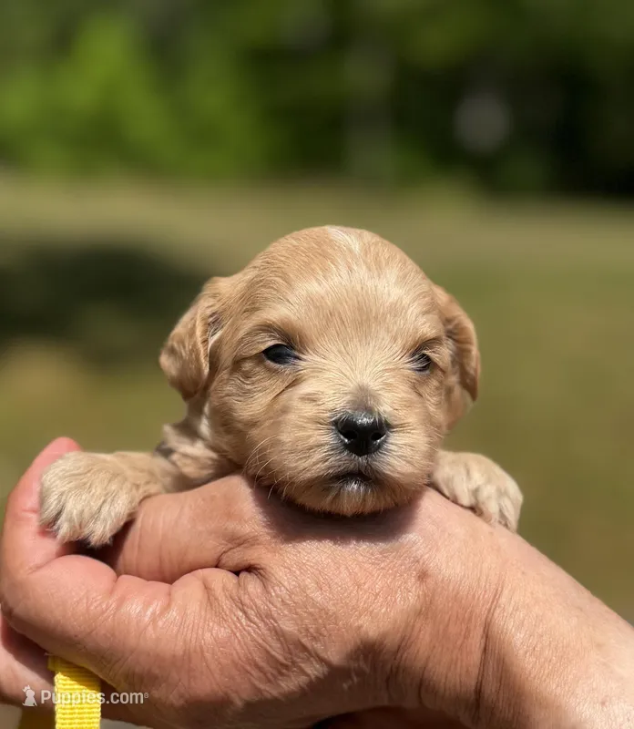 CARTER-Korean Maltipoo – Maltipoo, Poodle - Toy  puppy for sale in Greensboro, NC
