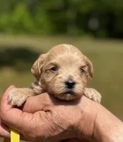 CARTER-Korean Maltipoo, a male Maltipoo and Poodle - Toy  for sale in Greensboro, NC – Photo 1 of 7