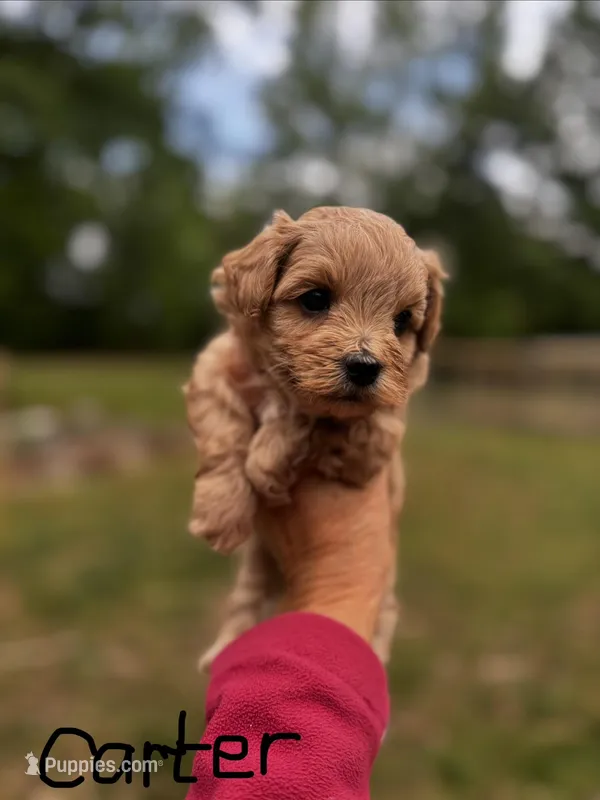 CARTER-Korean Maltipoo – Maltipoo, Poodle - Toy  puppy for sale in Greensboro, NC