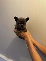 COBY, a male French Bulldog for sale in Greensboro, NC – 8 of 10