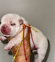 Chilly, a male French Bulldog for sale in Greensboro, NC – 5 of 8