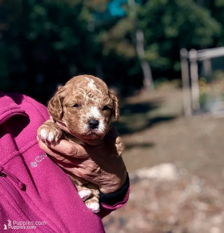 Korean Toy Maltipoo - Pumpkin  – Maltipoo, Poodle - Toy  puppy for sale in Greensboro, NC