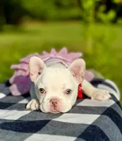 Cherry, a female French Bulldog for sale in Greensboro, NC – 5 of 10