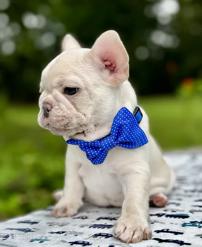GODO – French Bulldog puppy for sale in Greensboro, NC