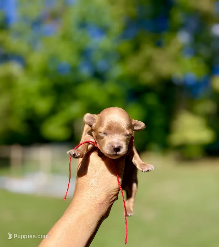 Tea Cup Korean Maltipoo - Pie – Maltipoo, Poodle - Toy  puppy for sale in Greensboro, NC