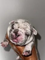 GOLF, a male French Bulldog for sale in Greensboro, NC – 3 of 7
