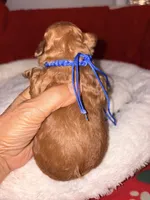 Archie-Korean toy Red Maltipoo, a male Maltipoo and Poodle - Toy  for sale in Greensboro, NC – 6 of 9