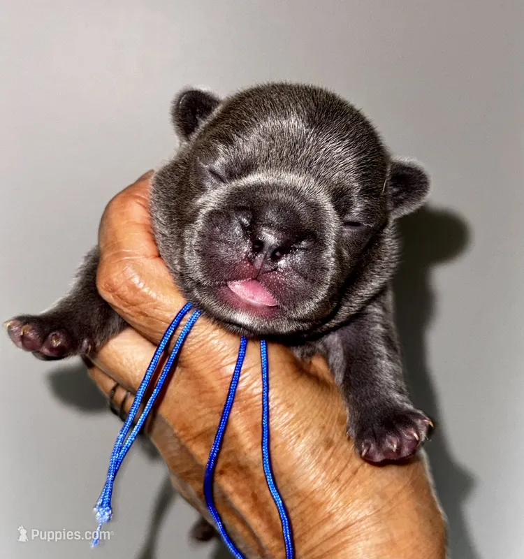 COBY – French Bulldog puppy for sale in Greensboro, NC